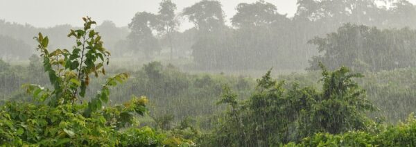Cambio climático descontrola equilibrio natural entre temperatura y lluvia e impacta al agro