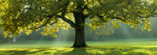 Los árboles más antiguos del mundo tienen entre uno y cinco milenios de edad