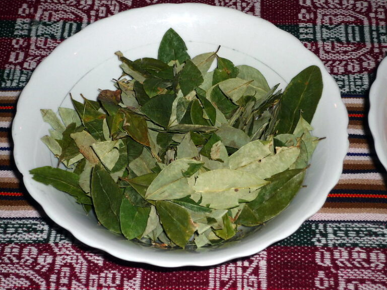 Coca de hoja sagrada a bomba de tiempo Latinoamérica