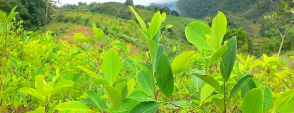Coca: de hoja sagrada a bomba de tiempo