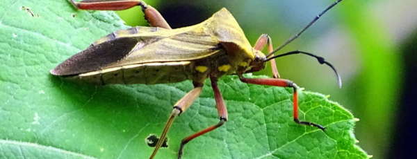 El Chagas pasó de enfermedad olvidada a ejemplo de los nuevos riesgos ambientales
