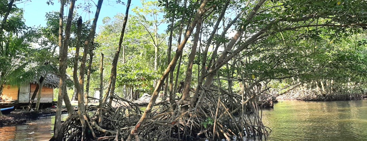 Ecosistema de manglar: un ancla de vida para comunidades costeras del Caribe de Guatemala