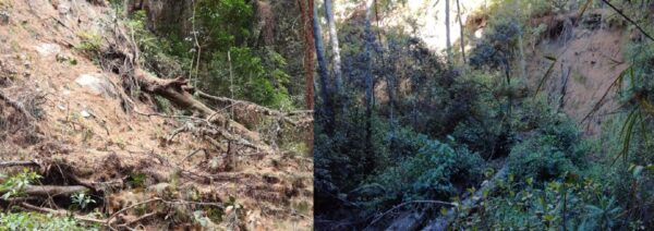 Prusia en Costa Rica: Un bosque nacido de las cenizas volcánicas, ahora requiere intervención para adaptarlo al cambio climático