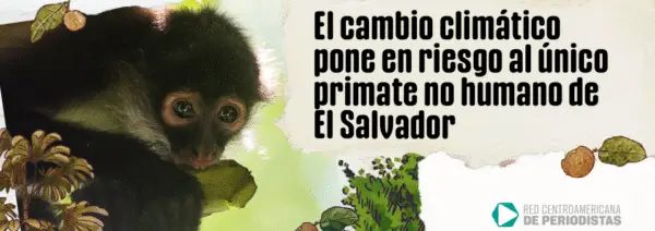 Sequías y pérdida de frutos ponen en riesgo al mono araña en El Salvador