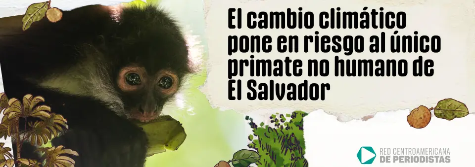 Sequías y pérdida de frutos ponen en riesgo al mono araña en El Salvador